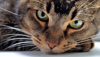 Крымчанин умер от бешенства после укуса собственного кота