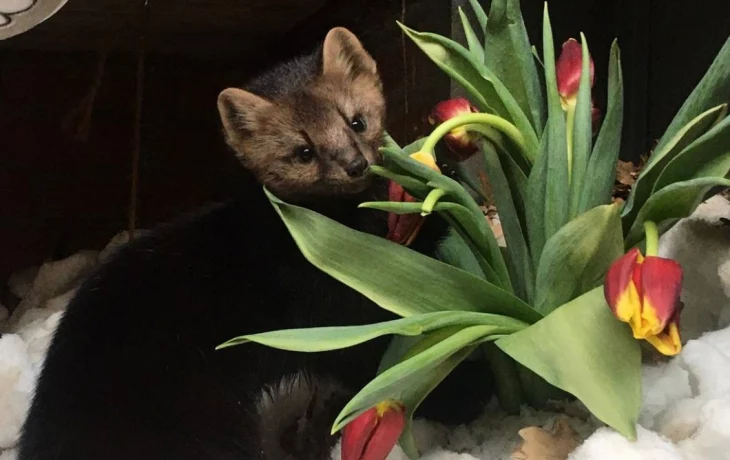 «Новые запахи и ощущения»: Московский зоопарк поздравил обитателей с началом весны «Новые запахи и ощущения»: Московский зоопарк поздравил обитателей с началом весны