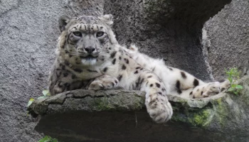 Собянин рассказал о новом вольере для снежных барсов в Московском зоопарке