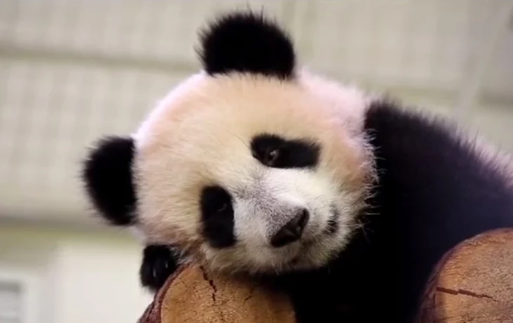 Московский зоопарк показал любимое место панды Катюши в вольере