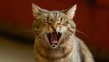 Как помочь с адаптацией животному, взятому из приюта через &laquo;Моспитомца&raquo;