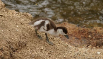 Москвичам объяснили, почему диким животным и птицам не нужна помощь в жару