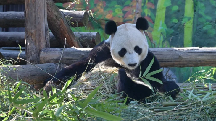 В Московском зоопарке обновят некоторые вольеры и начнут ремонт территории В Московском зоопарке обновят некоторые вольеры и начнут ремонт территории