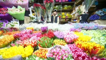 Россиянам назвали самые стойкие цветы в преддверии 8 Марта Россиянам назвали самые стойкие цветы в преддверии 8 Марта