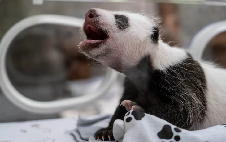 «Летит время»: Московский зоопарк поделился таймлайном взросления панды Катюши «Летит время»: Московский зоопарк поделился таймлайном взросления панды Катюши