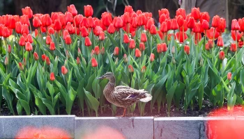 Синоптик Позднякова: Похолодание ожидается в Москве 23 и 24 мая