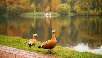 Синоптик Тишковец рассказал о погоде в Москве в начале ноября
