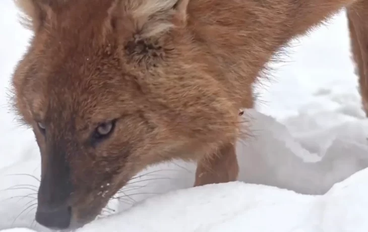 «Вынюхивает весну»: Московский зоопарк показал любопытного красного волка «Вынюхивает весну»: Московский зоопарк показал любопытного красного волка
