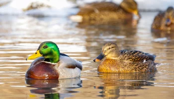 Москвичам рассказали, как обитатели природных территорий столицы создают семьи