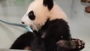 Маленькая помощница: Московский зоопарк показал, как панда Катюша убирает вольер
