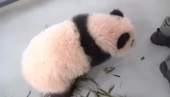«Масса дел»: Московский зоопарк показал хватающую киперов за пятки малышку-панду