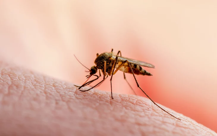 Врач Хухрев пояснил, кому особенно опасно расчесывать комариные укусы Врач Хухрев пояснил, кому особенно опасно расчесывать комариные укусы