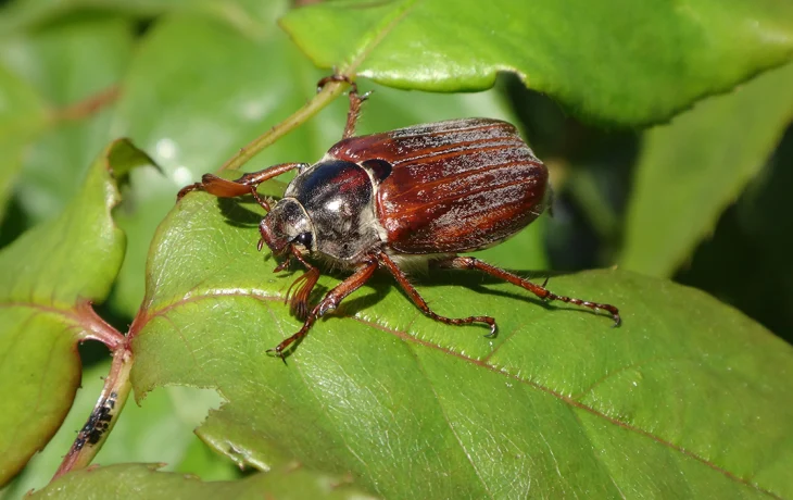 Червей и жуков официально внесли в перечень пищевых продуктов в ЕС Червей и жуков официально внесли в перечень пищевых продуктов в ЕС