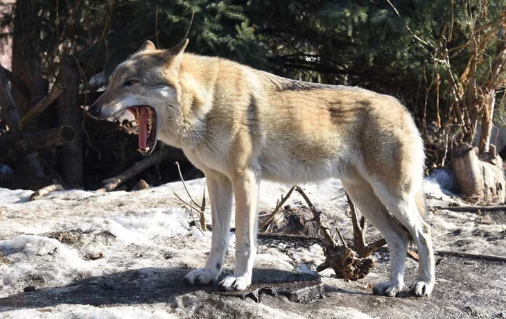 «Сегодня особенно музыкальны»: волки Рада и Тарзан завели необычную волчью песню «Сегодня особенно музыкальны»: волки Рада и Тарзан завели необычную волчью песню