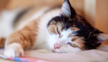 "Активные граждане" предложат идеи для развития "Моспитомца" в новом голосовании