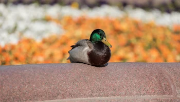 Синоптик Тишковец сообщил, когда в Москве начнется метеорологическая весна
