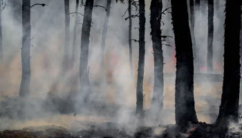 Площадь лесного пожара под Новороссийском увеличилась до 32 гектаров