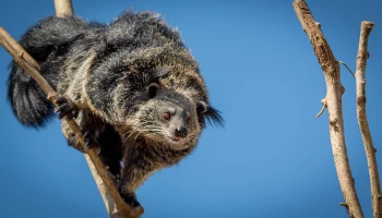 «Таинственный зверь»: Московский зоопарк рассказал об особенностях бинтуронгов