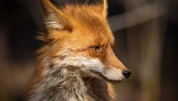 Жителям столицы рассказали о правилах поведения при встрече с дикой лисой