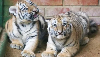 Собянин: продолжим работу по развитию Московского зоопарка в 2026 году