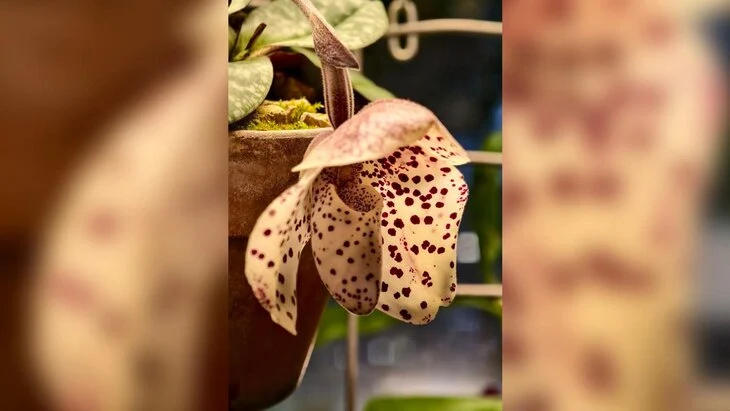 Орхидея "Яйцо в гнезде" расцвела в "Аптекарском огороде" Орхидея "Яйцо в гнезде" расцвела в "Аптекарском огороде"