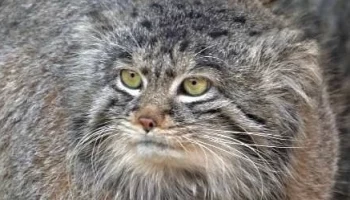 &laquo;Тимоша в нетерпении&raquo;: Московский зоопарк вновь открылся после непогоды