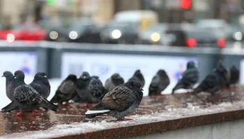 «Желтый» уровень опасности из-за гололедицы и ветра объявили в Москве до 13 декабря «Желтый» уровень опасности из-за гололедицы и ветра объявили в Москве до 13 декабря