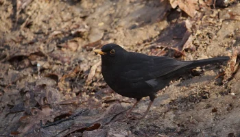 На природных территориях столицы запели зяблики и дрозды