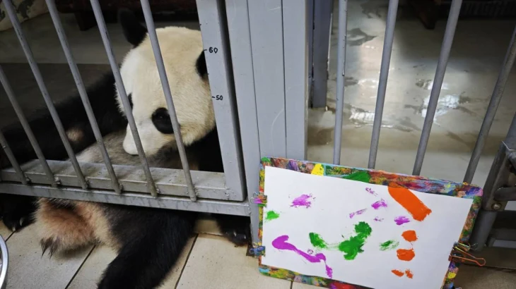 Московский зоопарк показал видео, как панда Катюша рисует бамбуковыми палочками Московский зоопарк показал видео, как панда Катюша рисует бамбуковыми палочками