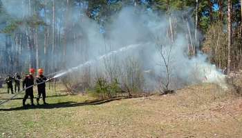 Лесной пожар ликвидировали в Орехово-Зуеве