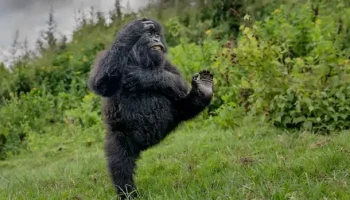 Выбрана самая смешная фотография дикой природы 2025 года Выбрана самая смешная фотография дикой природы 2025 года