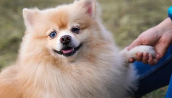 "Космическая вечеринка" ждет посетителей ВДНХ с питомцами 12 апреля