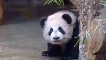 Панда Катюша впервые вышла к посетителям Московского зоопарка