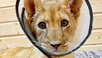 Ветеринары рассказали о состоянии маленькой львицы, изъятой у блогера в Москве