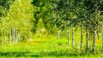 В Москве парки и скверы обработали от клещей