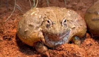«Крупнейшие»: Московский зоопарк показал почти килограммовых африканских лягушек
