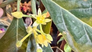 Авокадо зацвело в Аптекарском огороде впервые в XXI веке