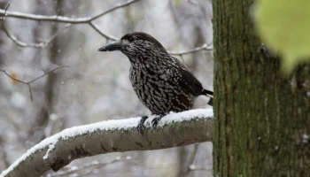 Краснокнижную кедровку заметили в Москве