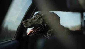 Правительство поддержало инициативу о возбуждении дел за плохое содержание животных Правительство поддержало инициативу о возбуждении дел за плохое содержание животных