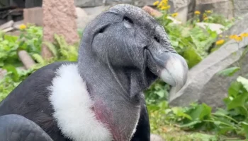 &laquo;Любит внимание&raquo;: Московский зоопарк показал кадры с андским кондором