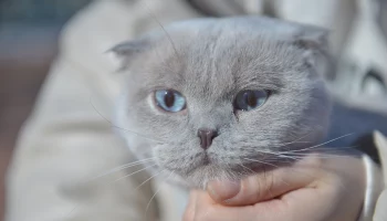 Врач Романенко рассказала о положительном влиянии мурчания кошек на здоровье