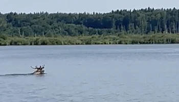 Туристы на байдарках встретили плывущего лося в «Лосином Острове» Туристы на байдарках встретили плывущего лося в «Лосином Острове»