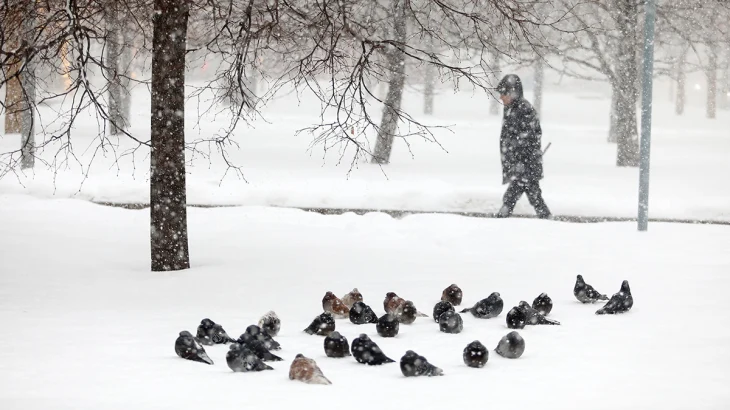 Метеоролог Позднякова предупредила о снеге с метелью в Москве 26 декабря Метеоролог Позднякова предупредила о снеге с метелью в Москве 26 декабря
