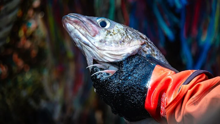 Цены на минтай в России выросли на 34,6% за год за счет экспорта Цены на минтай в России выросли на 34,6% за год за счет экспорта