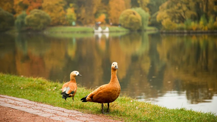 Дождь и мокрый снег: как изменится погода в Москве на следующей неделе Дождь и мокрый снег: как изменится погода в Москве на следующей неделе