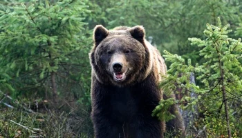 NHK: медведь напал на посетителей супермаркета в Японии