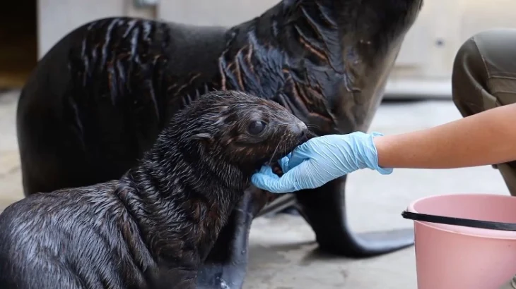 Детеныш морского котика родился в Московском зоопарке