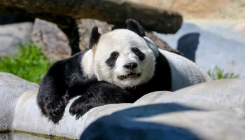 Семейный завтрак: Московский зоопарк показал утреннюю трапезу панд
