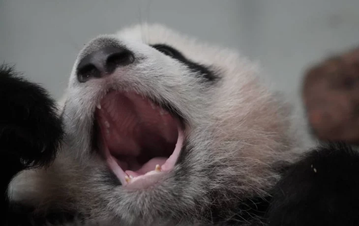 «Караул, побег»: московская панда Катюша провела киперов и сбежала из вольера «Караул, побег»: московская панда Катюша провела киперов и сбежала из вольера