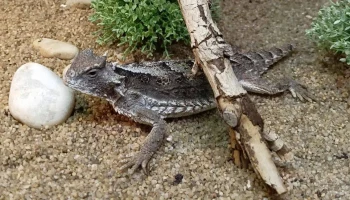 Редкие гигантские ящерицы родились в Московском зоопарке в Рождество